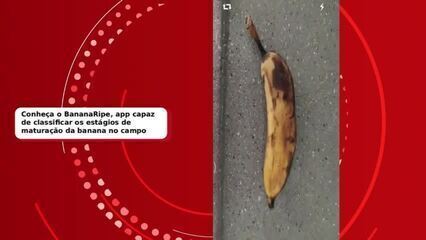 App para Banana Cearense Reduz Perdas em Cultivo - Imagem do artigo original